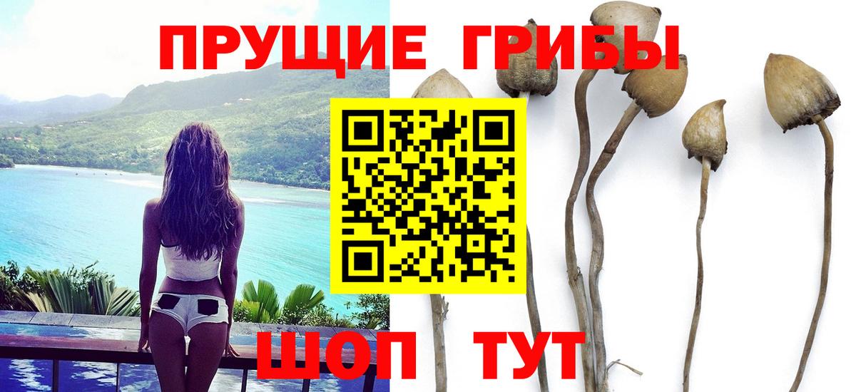 Галлюциногенные грибы GOLDEN TEACHER  Вход с VPN  где найти наркотики  Кизляр  Псилоцибиновые грибы Magic Shrooms 